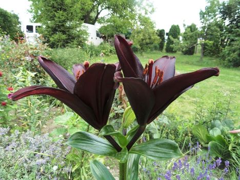 Lilium Landini