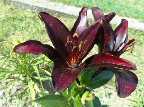 Lilium Landini