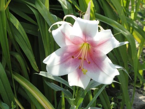 LIlium LO hybrid Triumphator