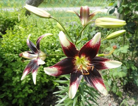 Lilium Netty's Pride