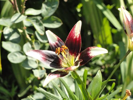 Lilium Netty's Pride