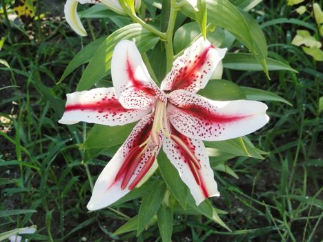Lilium Oriental  Dizzy