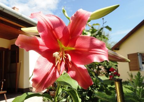 Lilium Oriental Acapulco