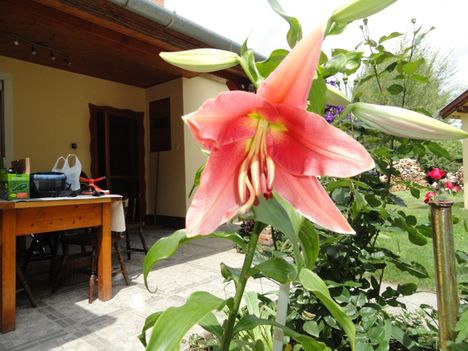 Lilium Oriental Acapulco