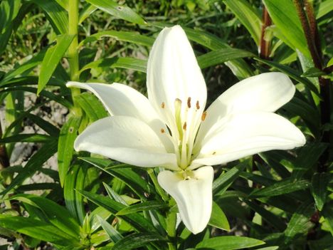 Lilium Oriental Weiss