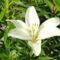 Lilium Oriental Weiss