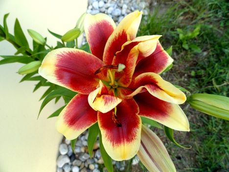 Lilium OT hybrid Red  Dutch
