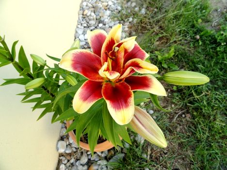 Lilium OT hybrid Red Dutch