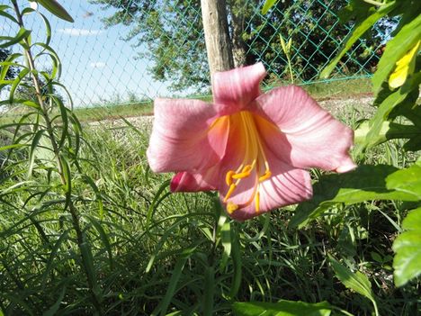 Lilium Pink Perfection