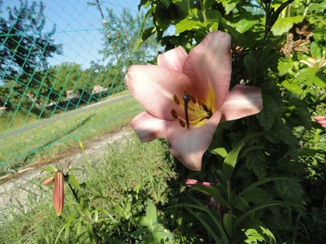 Lilium Pink Perfection