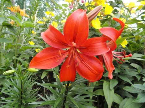 Lilium Red Night