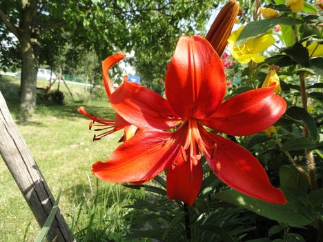 Lilium Red Night