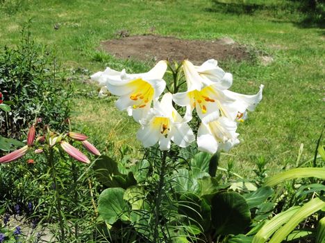 Lilium Regale