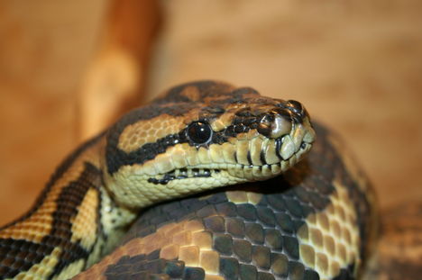 Morelia spilotes variegata