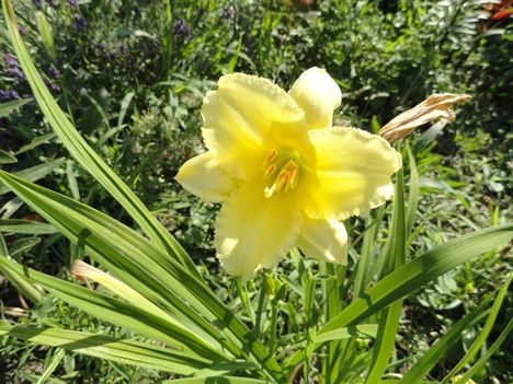 Sárga sásliliom,     Hemerocallis