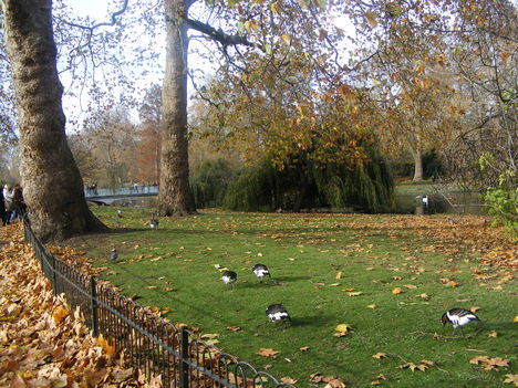 2009_11202009nov0332