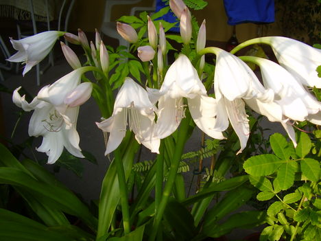 Crinum