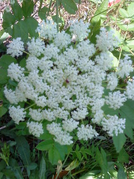 DSC00600