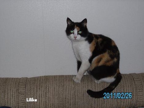 Lilike