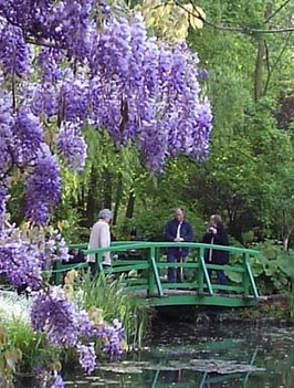195  lila akác