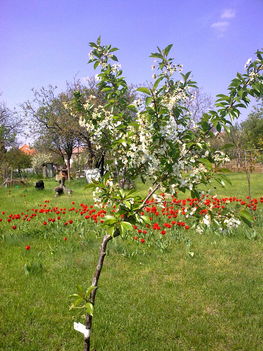 20100424167