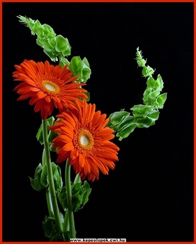 7 gerbera