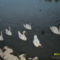 Balaton 3