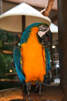 FL, papagáj profil