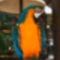FL, papagáj profil