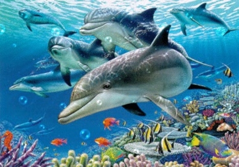 Delfin 