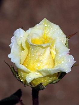 harmatos rózsa