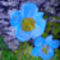 Kép 415 x y kék virág