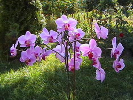 orhidea
