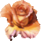 rózsa 3
