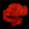 szines rózsa