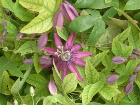 P1080224