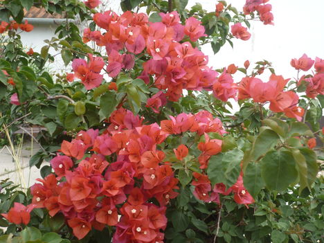 P1080225