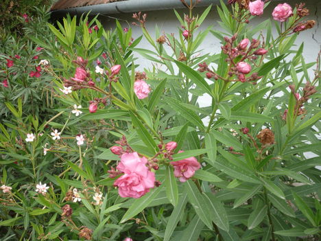 P1080231
