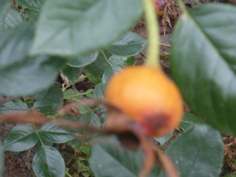 P1080245
