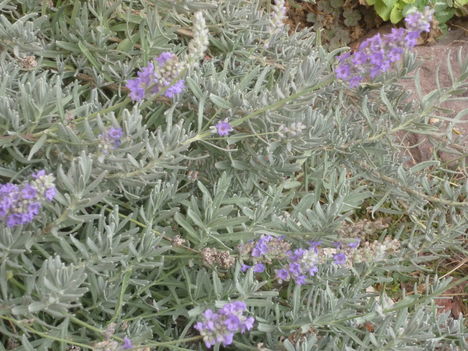 P1080251