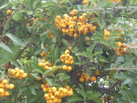 P1080252