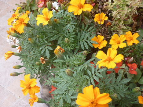 P1080259