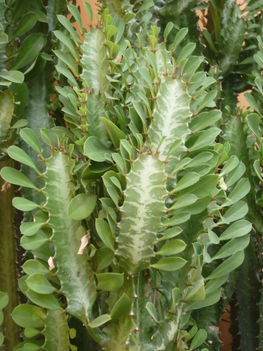 P1080263