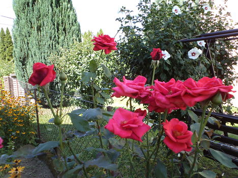 vörös rózsák