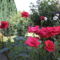vörös rózsák