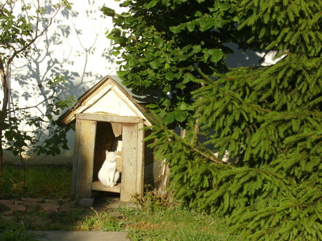 Bagyí 8
