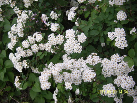 Gyöngyvessző