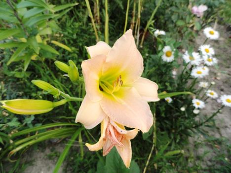 Hemerocallis   Catherine  Woodbury