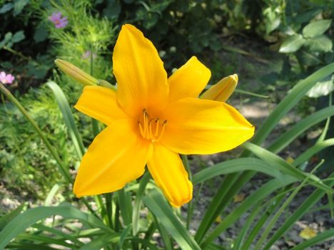 Hemerocallis  Burning  darling