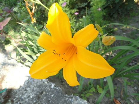 Hemerocallis  Burning darling